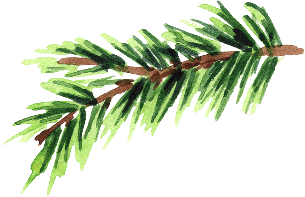 Plant, Tree