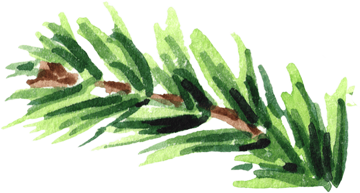 Terrestrial plant, Flower