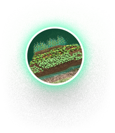 Human body, Terrestrial plant, Head, Eye, Rectangle, Grass, Font