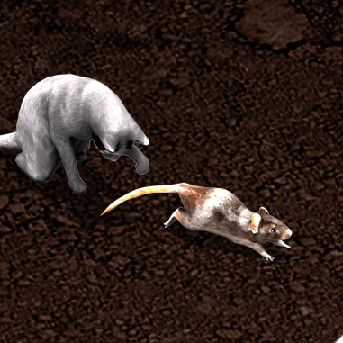 Organism, Fawn