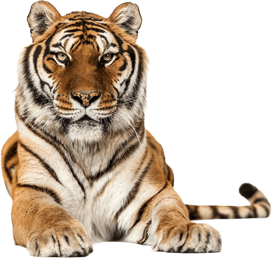 Siberian tiger, Terrestrial animal, Carnivore, Felidae, Whiskers