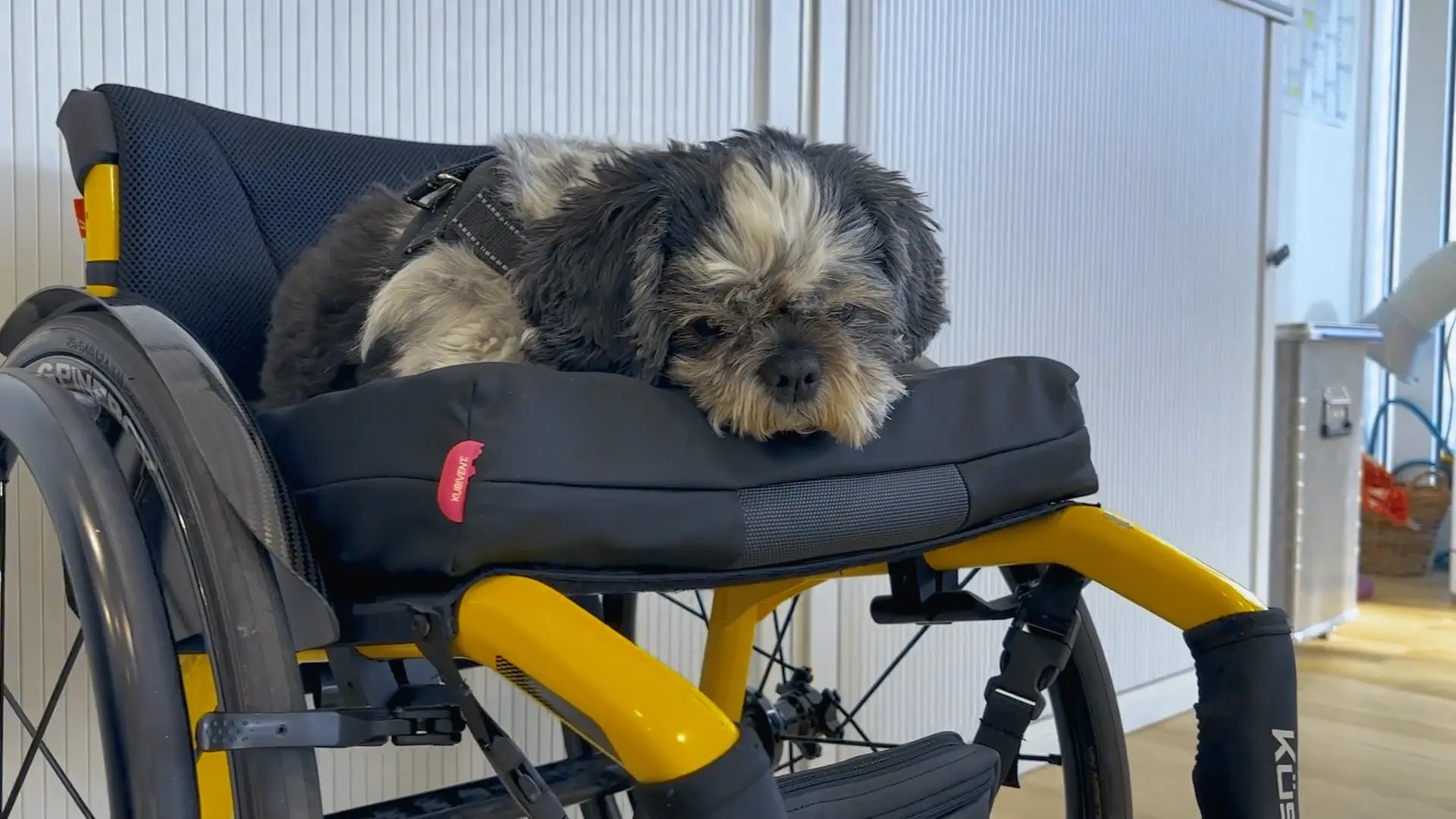 A fluffy black and gray dog sleeps peacefully on a black cushion in a yellow wheelchair.
