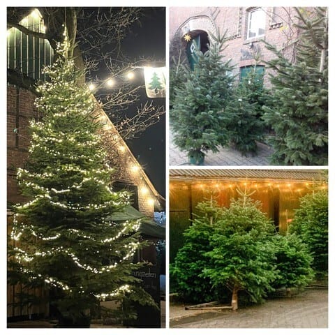 Collage of Christmas trees: large lit tree, multiple undecorated trees for sale.
