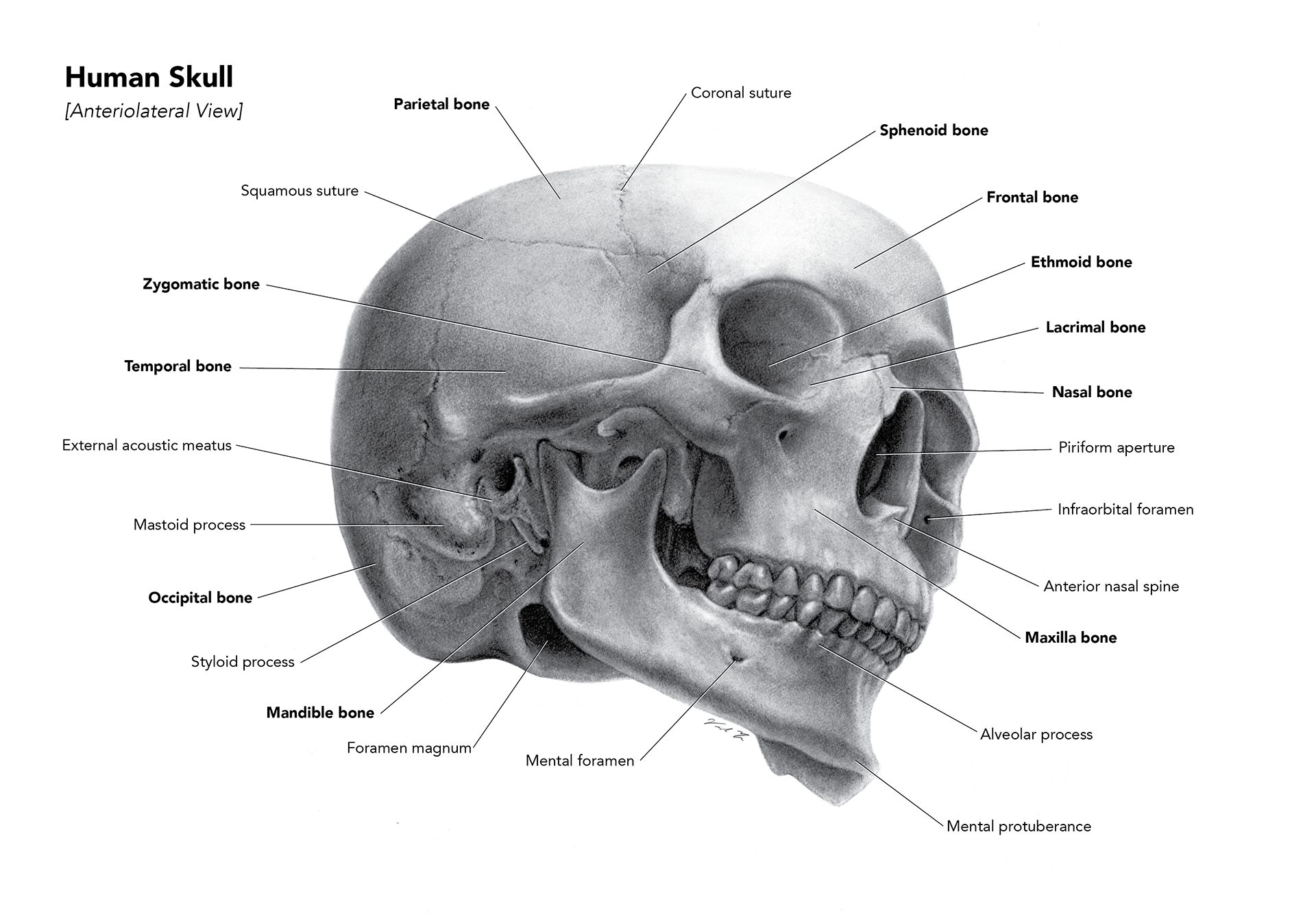Human body, Head, Eye, Jaw, Organism, Bone, Ear