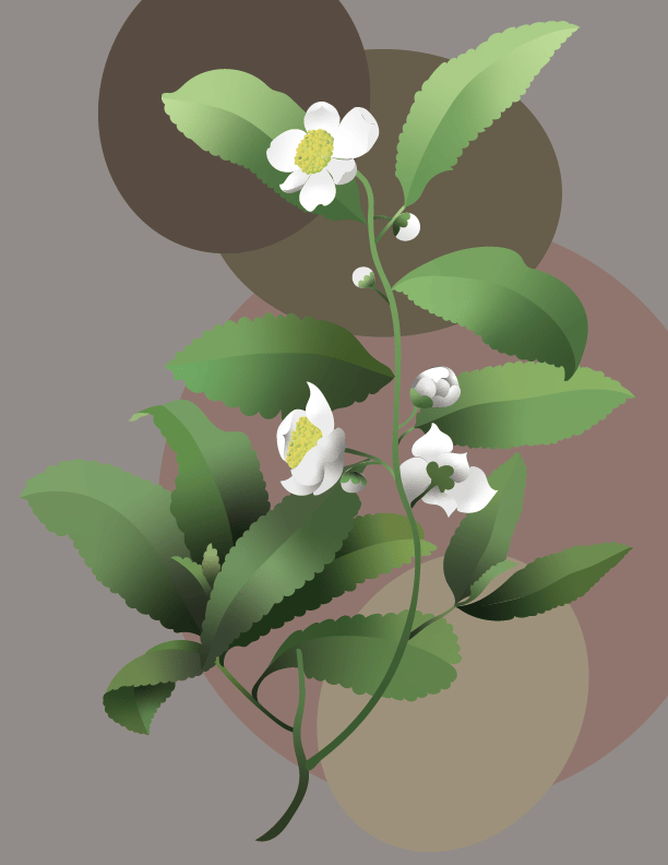 Lily of the valley, Terrestrial plant, Flower, Petal