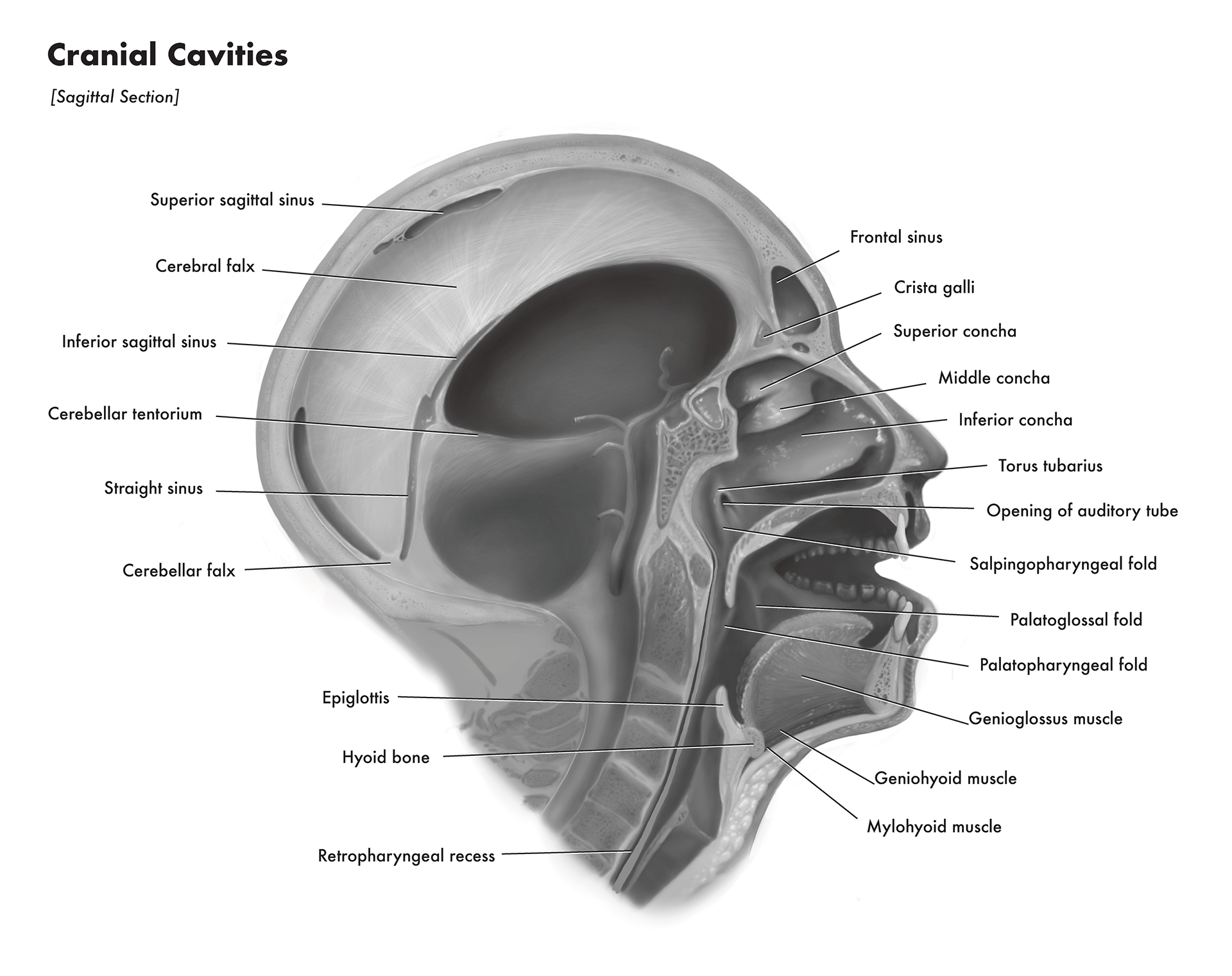 Automotive tire, Head, Eye, Jaw, Font