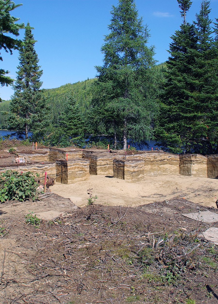 Natural landscape, Plant, Sky, Tree, Larch