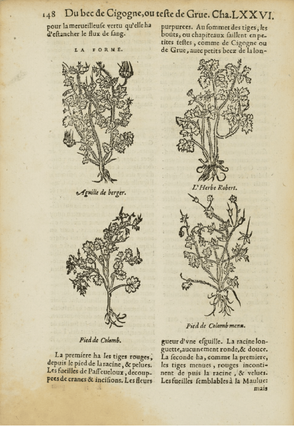 Terrestrial plant, Flower, Botany, Font