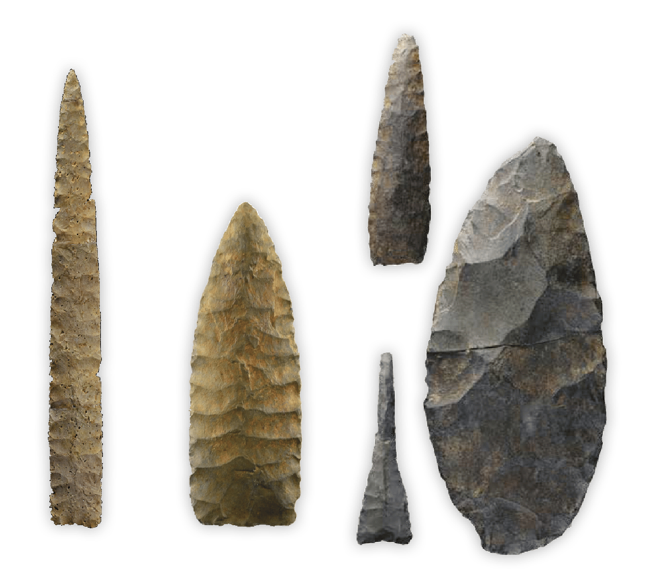 Natural material, Plant, Wood