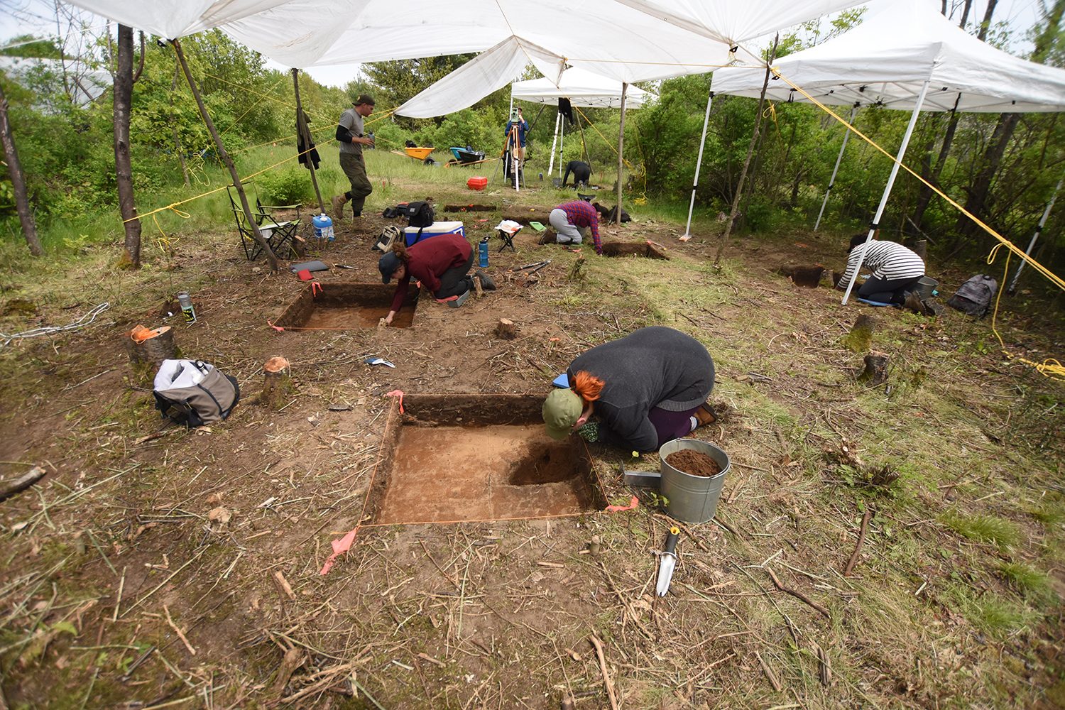 Tent, Plant, Tree, Shade, Grass