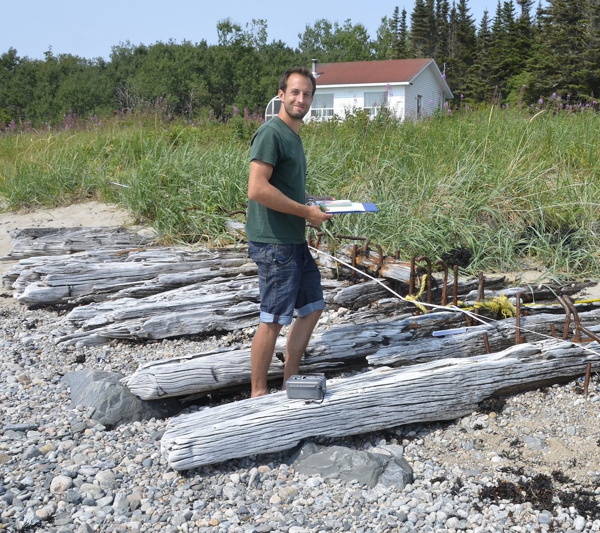 Plant, Wood, Tree, Sky