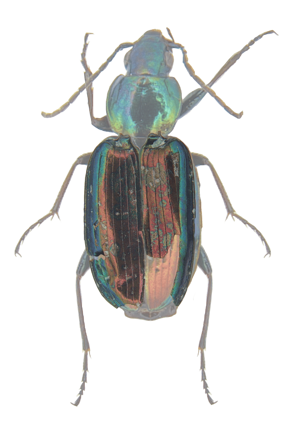 Insect, Arthropod, Beetle