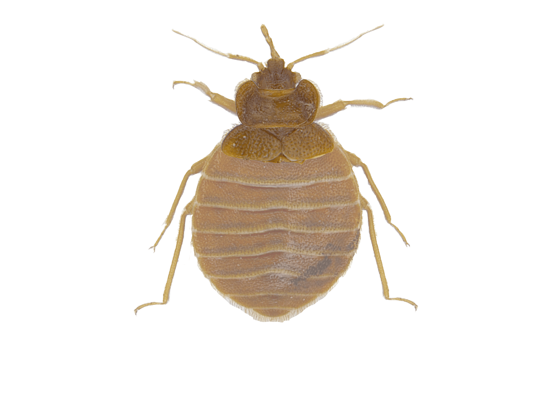 Insect, Arthropod, Beetle, Amber, Pest