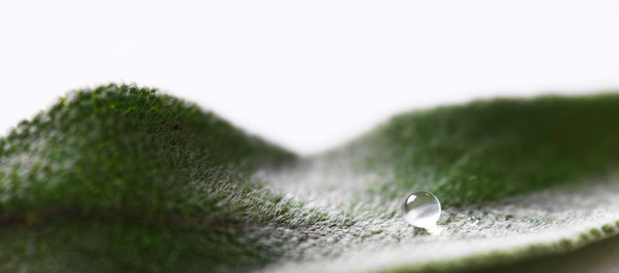 Terrestrial plant, Water, Liquid, Eyelash, Grass