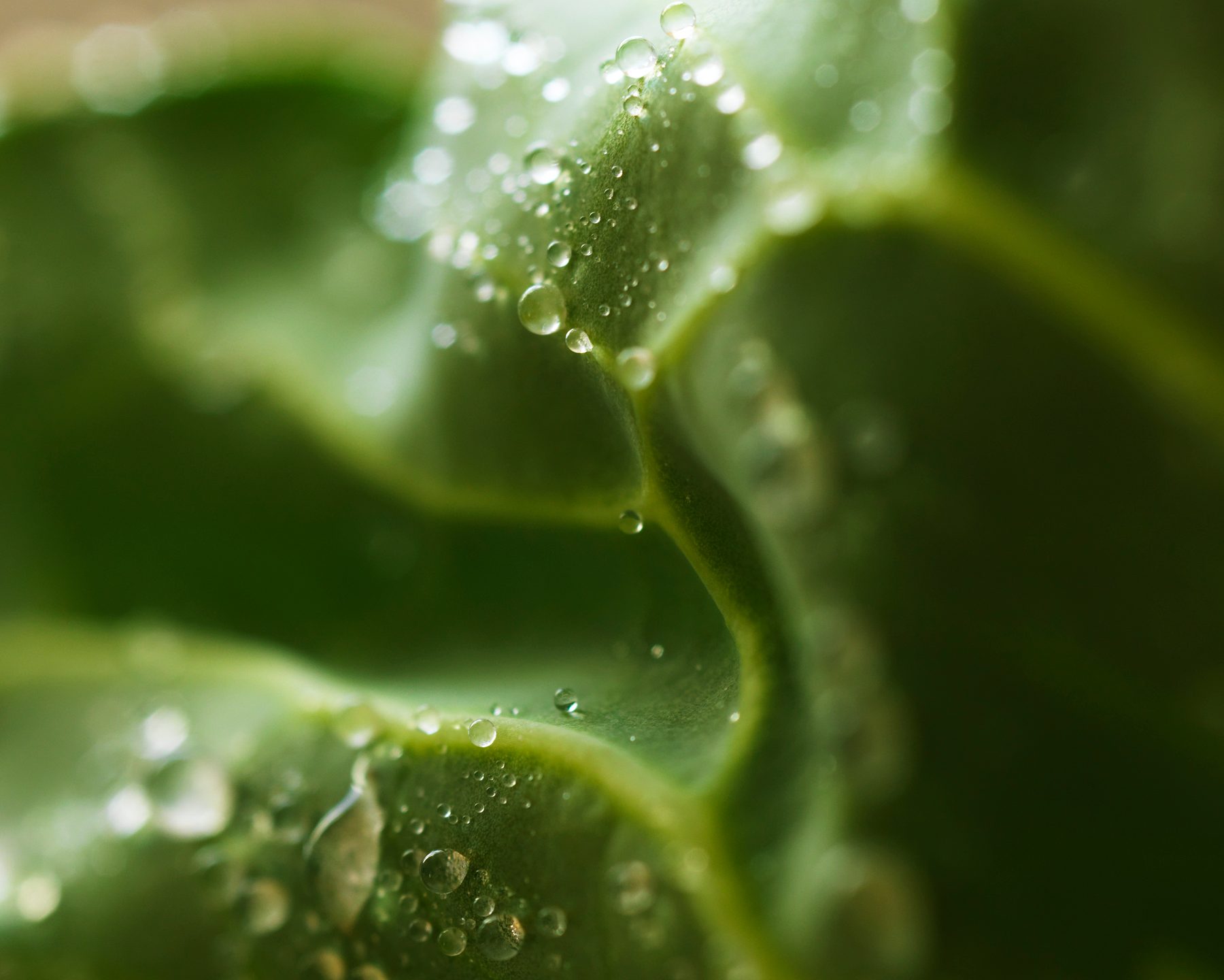 Terrestrial plant, Water, Liquid, Fluid, Flower, Moisture