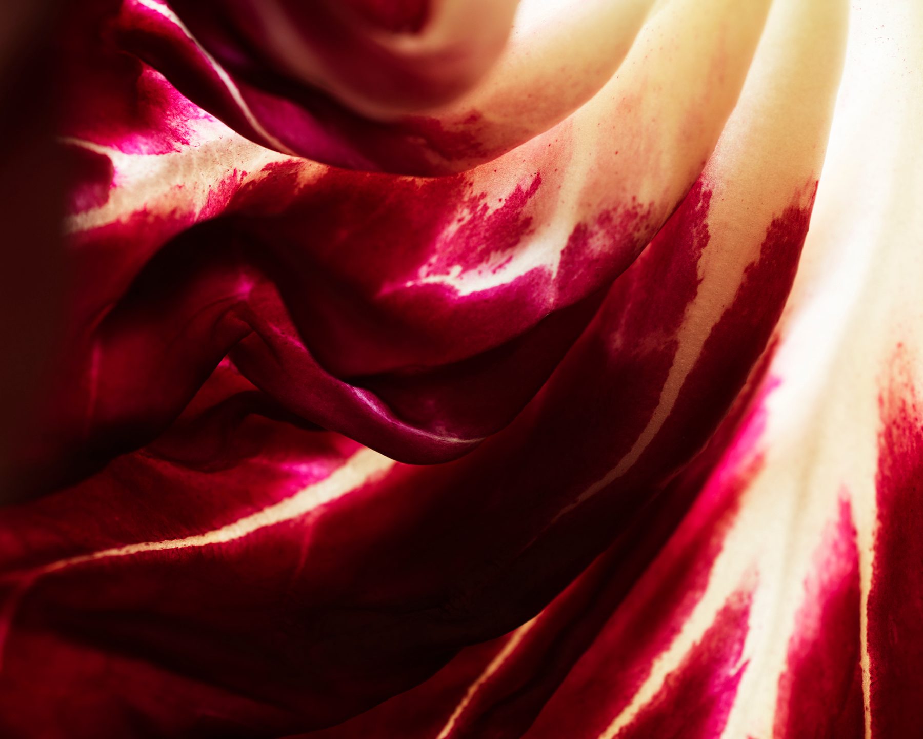 Water, Purple, Petal, Pink, Red, Magenta