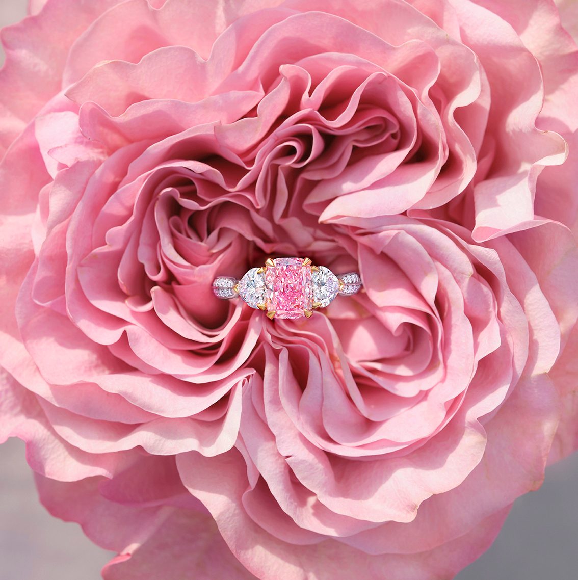 Hybrid tea rose, Flower, Plant, Petal, Botany, Pink