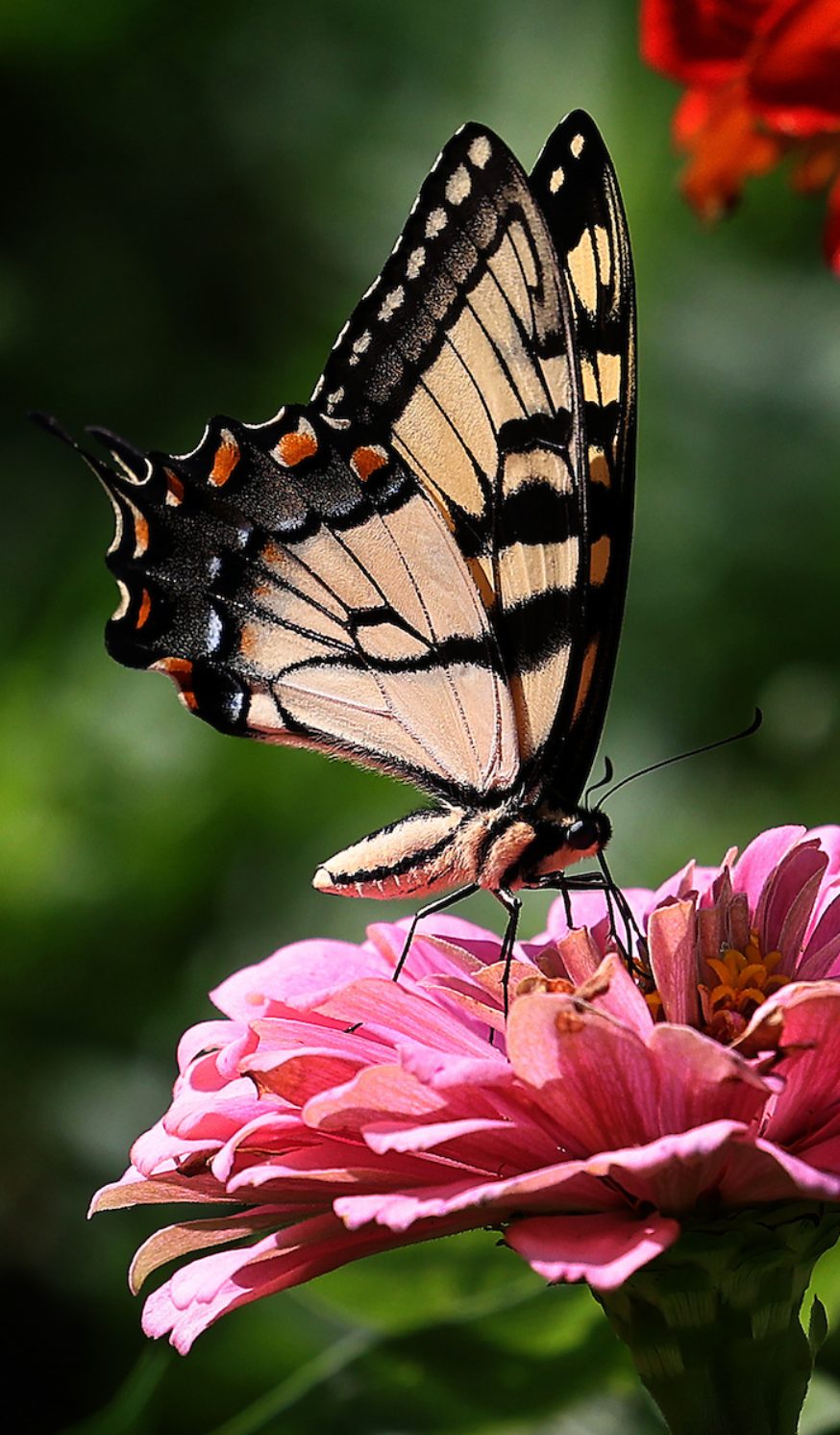 Eastern Tiger Swallowtail butterfly on a pink Zinnia