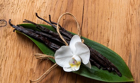 Terrestrial plant, Flower, Petal, Wood