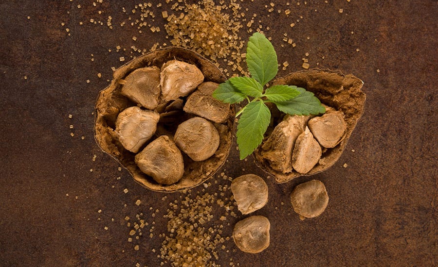 Plant
