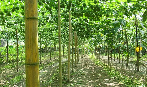 Natural landscape, Terrestrial plant, Biome, Bamboo