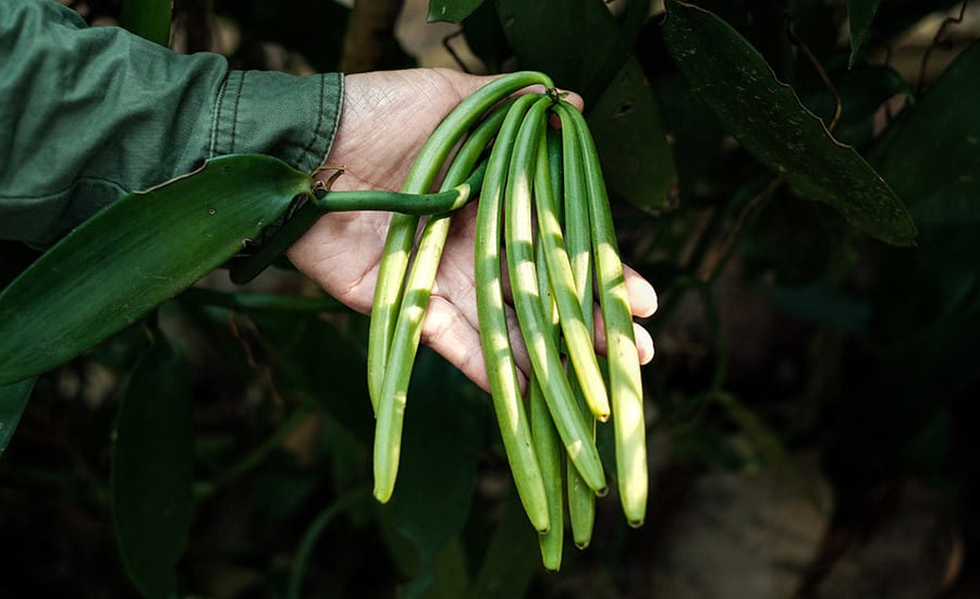 Terrestrial plant, Flower