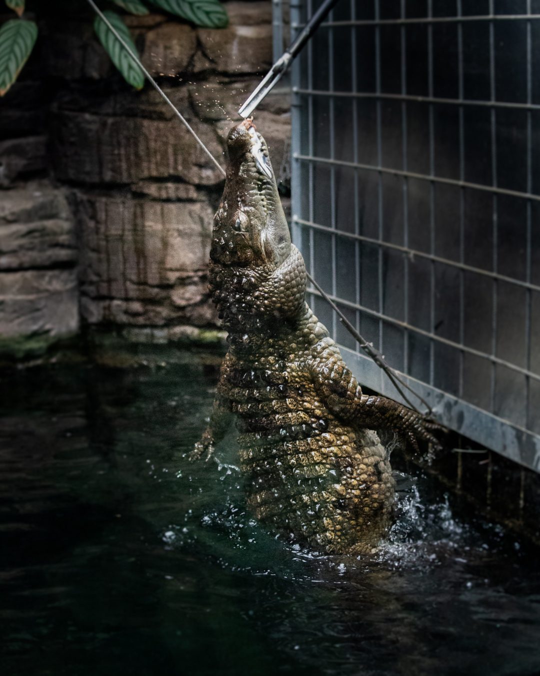 A crocodile leaps from dark water, mouth open, to snatch food from a feeder stick, splashes around.