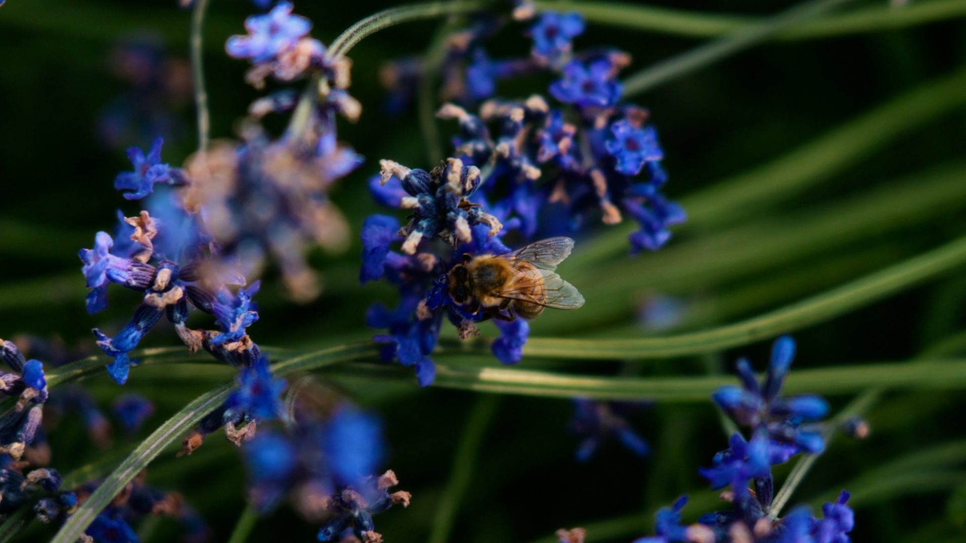 A close-up of a bee collecting pollen from a cluster of vibrant blue flowers amidst green foliage.