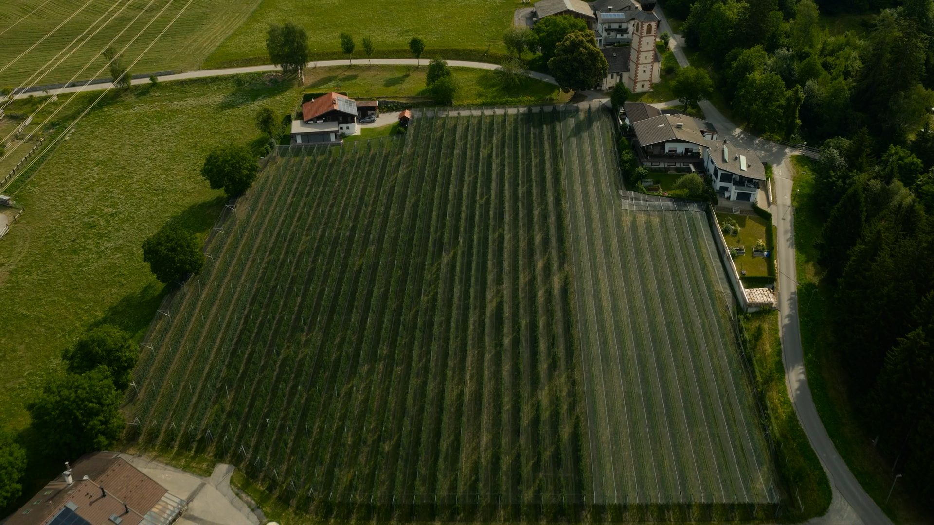 Aerial view of a large vineyard or orchard field with surrounding houses, roads, and green spaces.