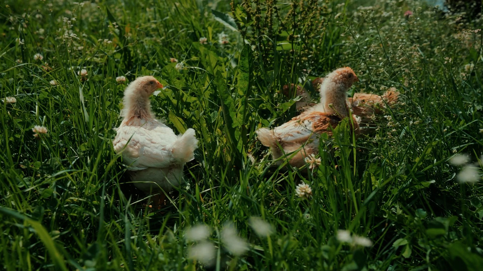 Fluffy chicks foraging in tall green grass with clover flowers.