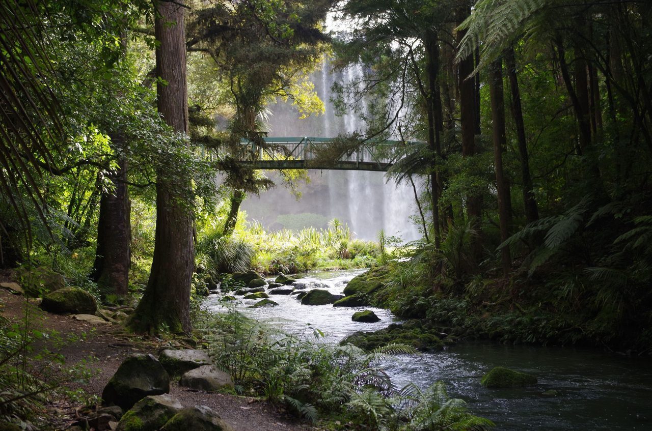 Fluvial landforms of streams, Water resources, Natural landscape, Plant, Tree, Branch, Watercourse, Grass, Bank