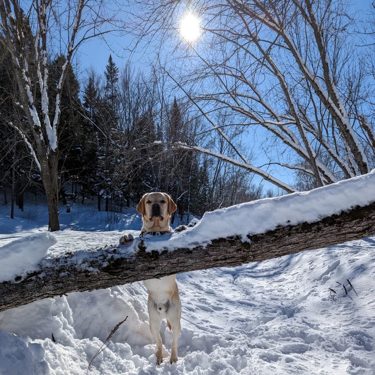 Dog breed, Sky, Snow, Carnivore, Tree, Slope, Wood, Fawn, Twig
