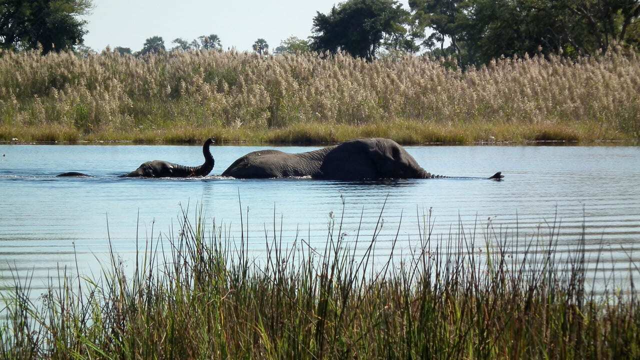 Elephants, a mother with baby crossing water near to Pom Pom Camp, Okavango Delta, Botswana