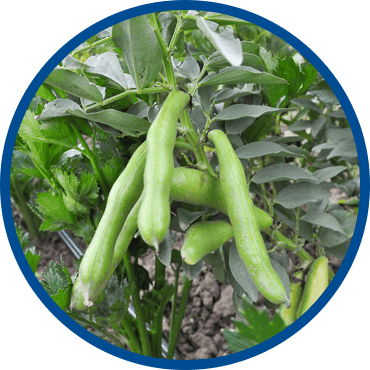 Faba bean plant