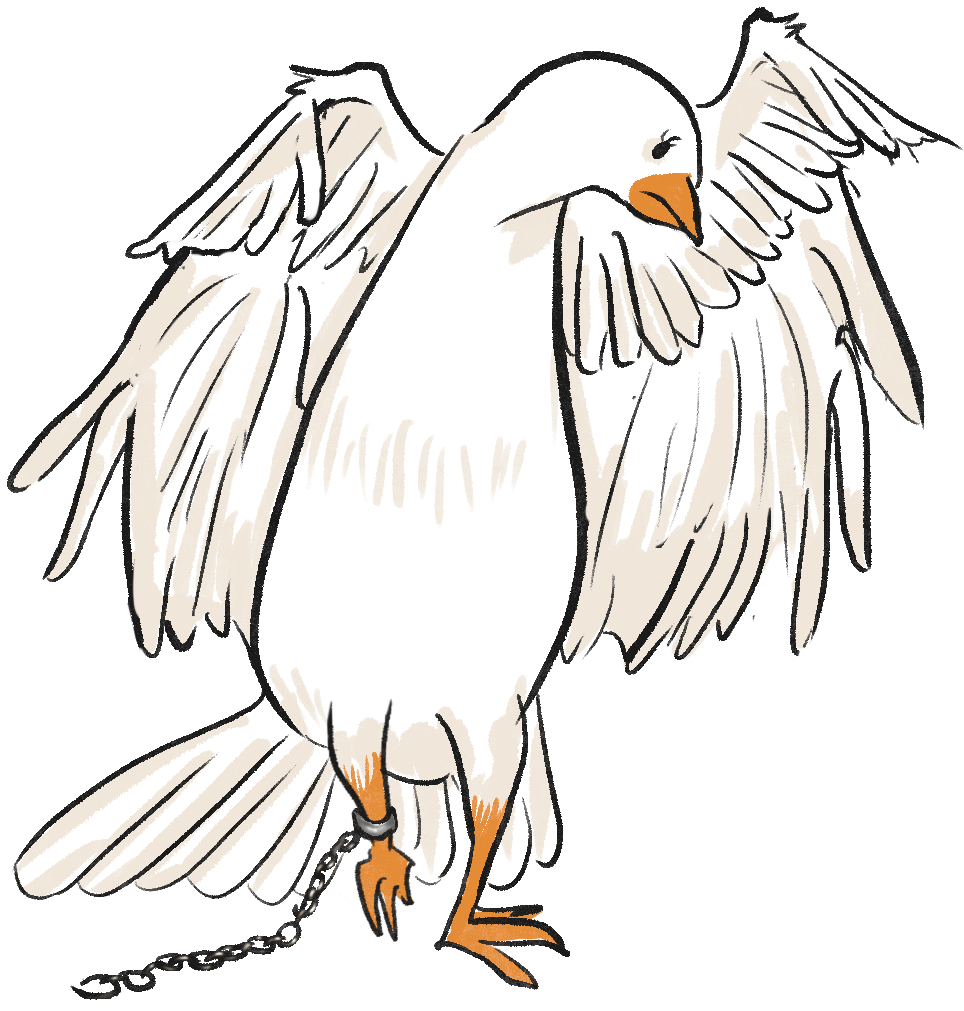 Sea eagle, Bird, Vertebrate, White, Beak, Mammal, Organism, Accipitridae, Phasianidae, Feather