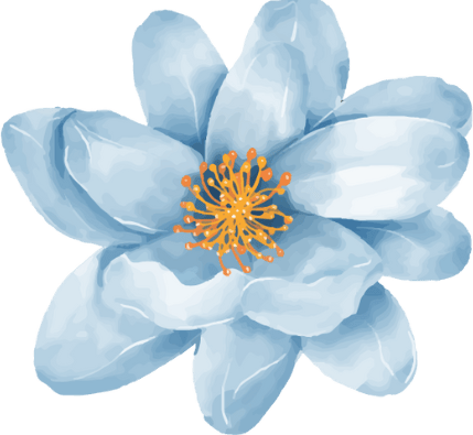 Flower, Plant, Petal