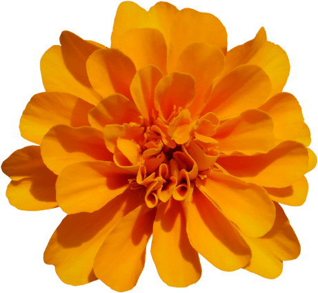 Flower, Plant, Petal, Orange, Amber, Gesture