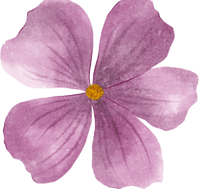 Flower, Plant, Petal, Purple, Violet
