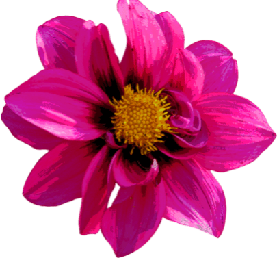 Flower, Plant, Petal