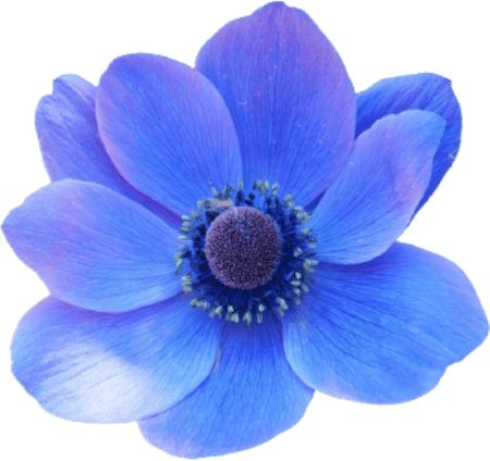 Flower, Plant, Petal