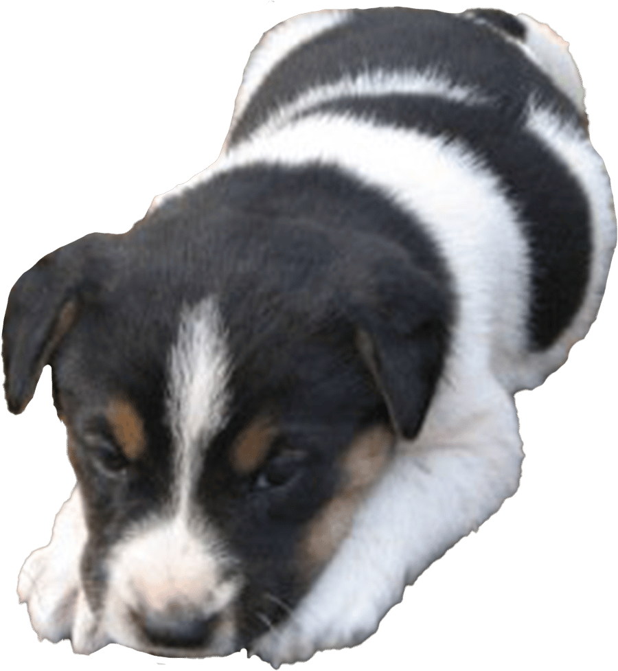 Companion dog, Carnivore, Whiskers