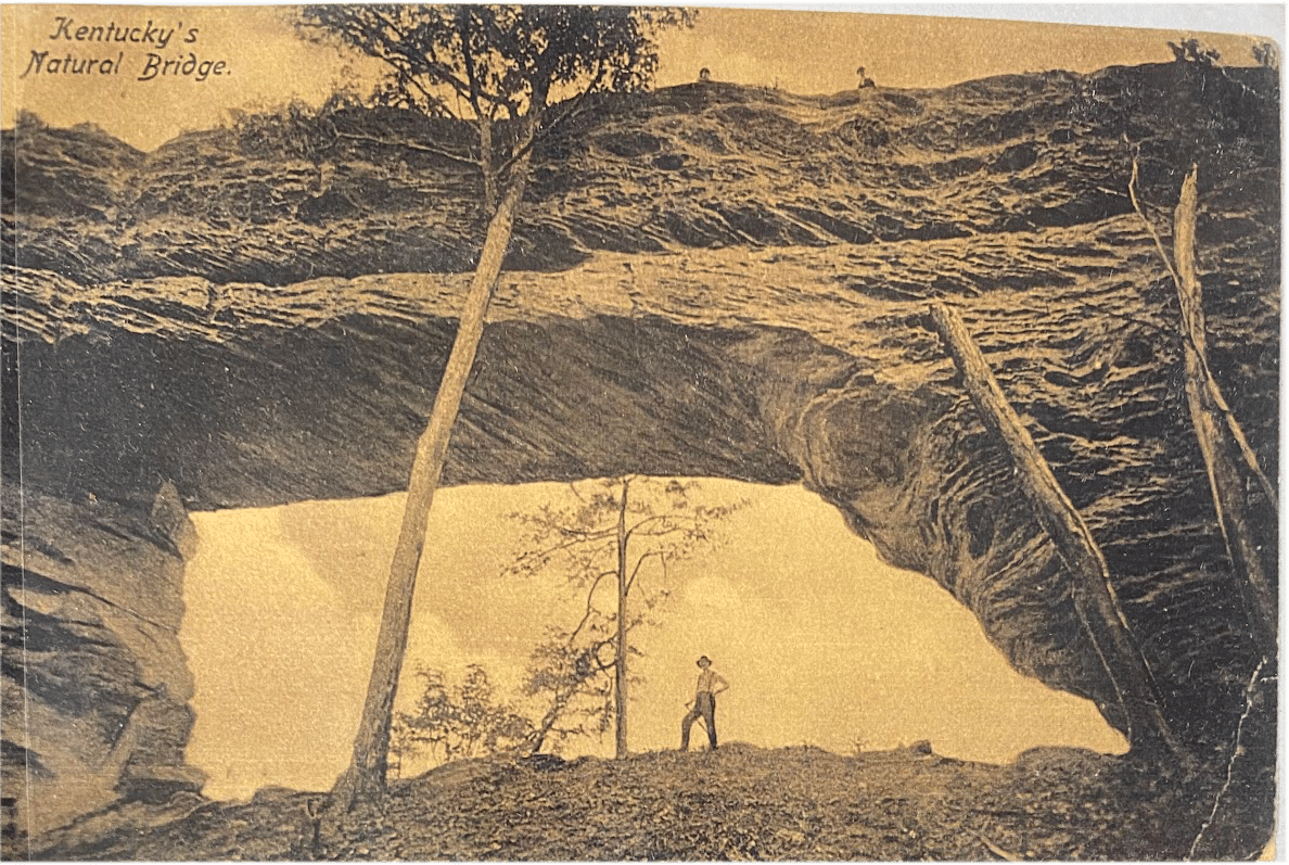 Plant community, Natural landscape, Black, Tree, Wood, Slope, Trunk, Grass, Rectangle