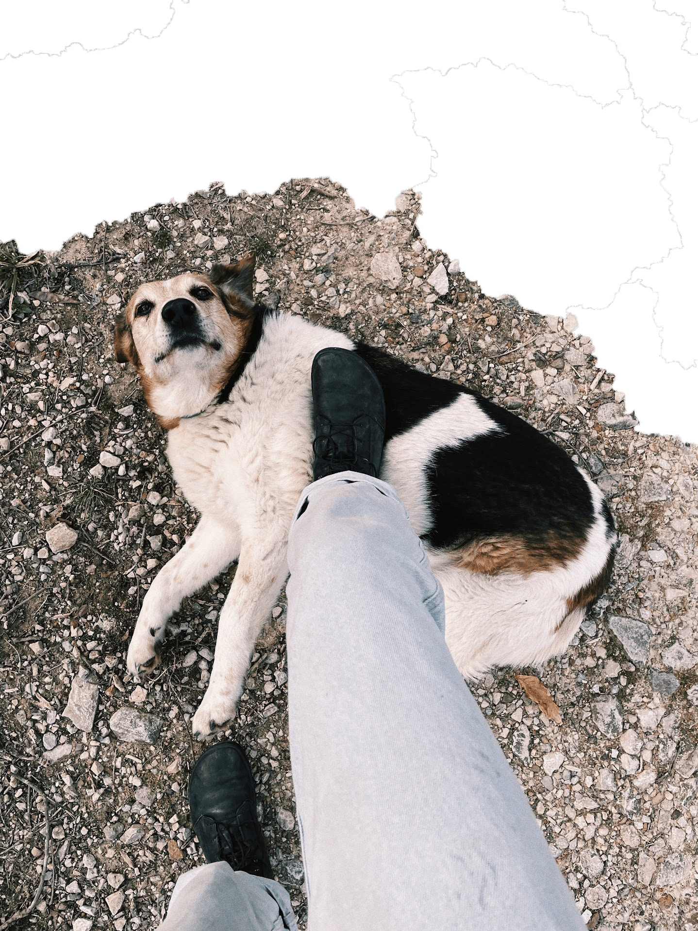 Dog breed, Carnivore, Fawn