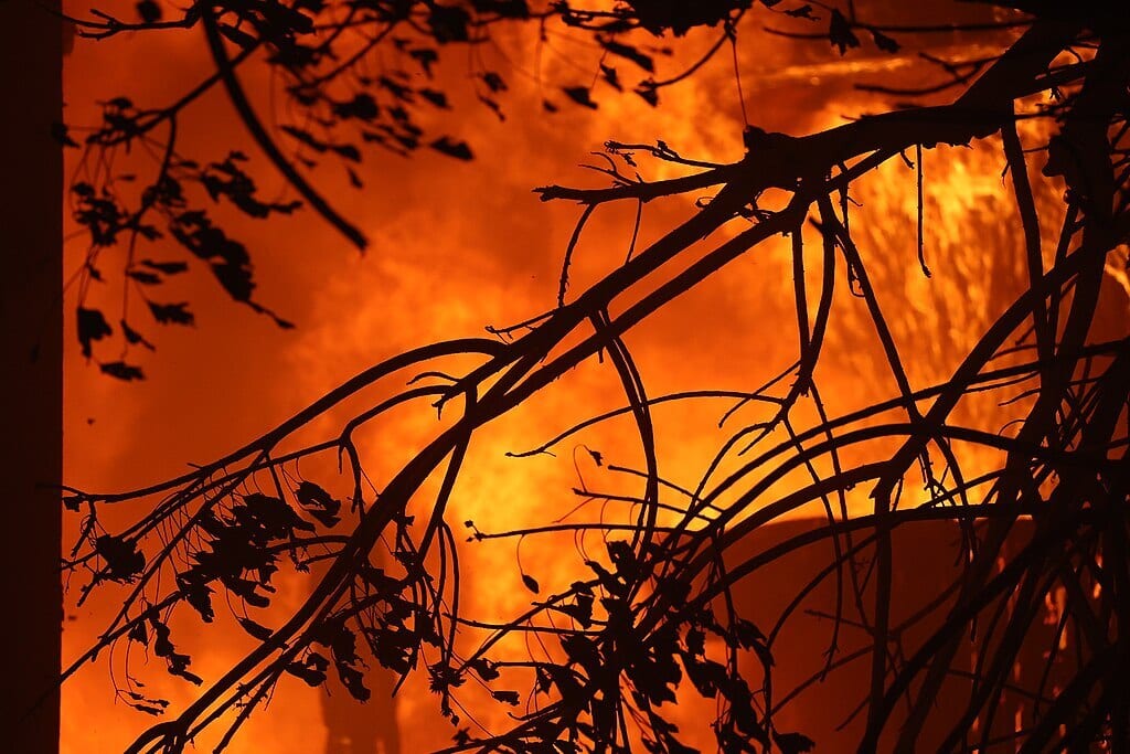Silhouetted tree branches against a blazing orange and red fire.
