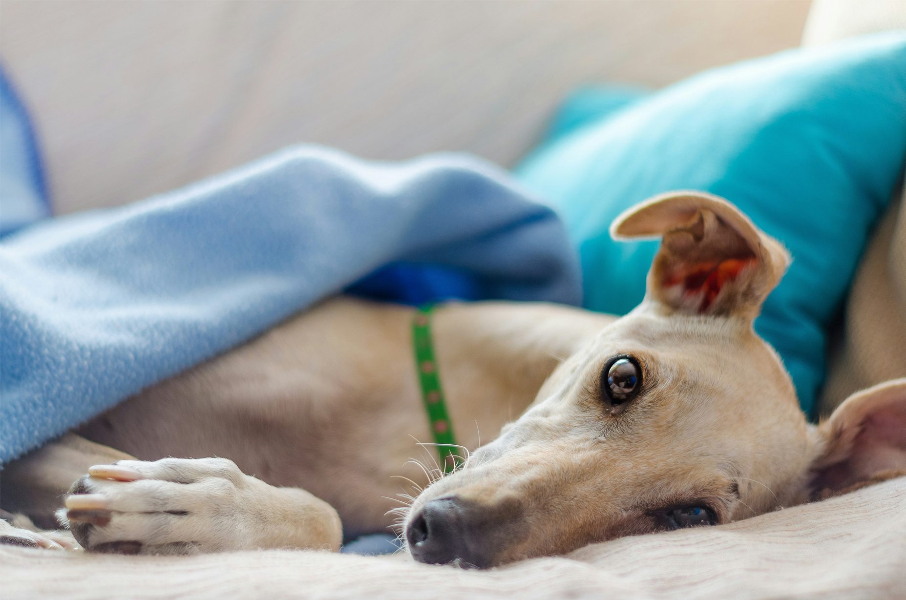 A whippet-like dog rests under a blue blanket, looking at the camera.