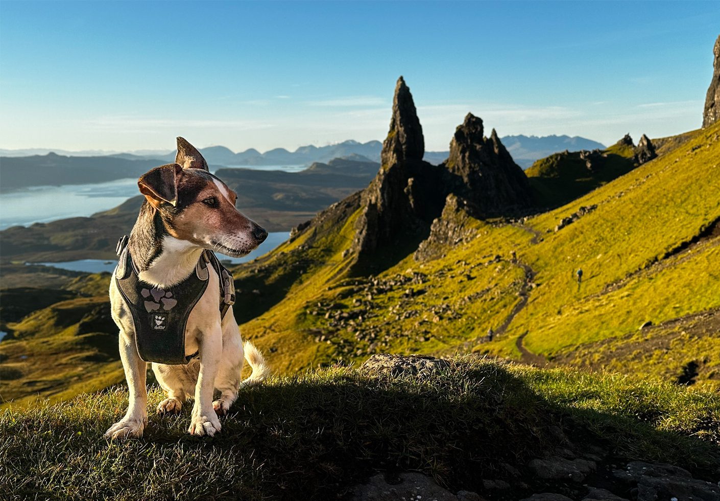 A dog in a harness sits on a sunny green hill overlooking dramatic spiky rock formations and a lake.
