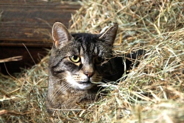 A tabby cat with green eyes looking out from a bed of hay.