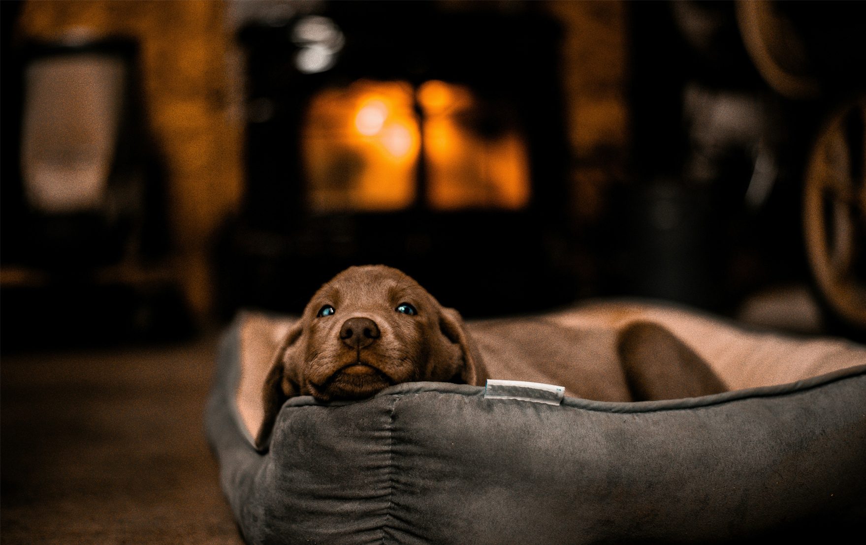 Brown puppy with blue eyes in a dog bed by a fireplace.