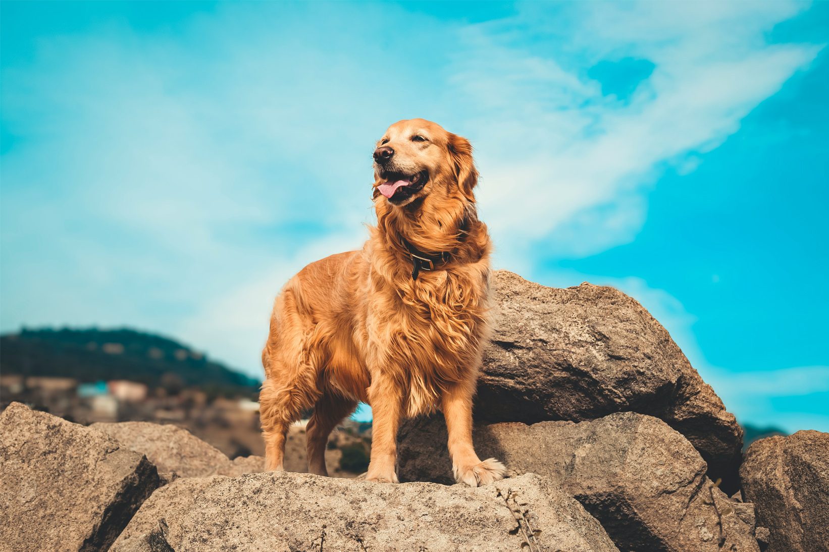 A Golden Retriever stands proudly on rocks against a bright blue sky.