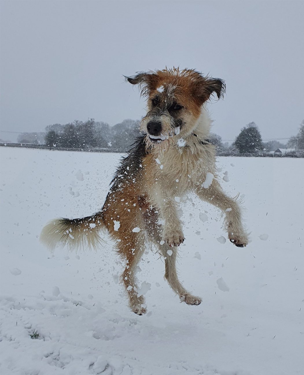 Scruffy brown and white dog mid-air in snowy field, snow spraying.
